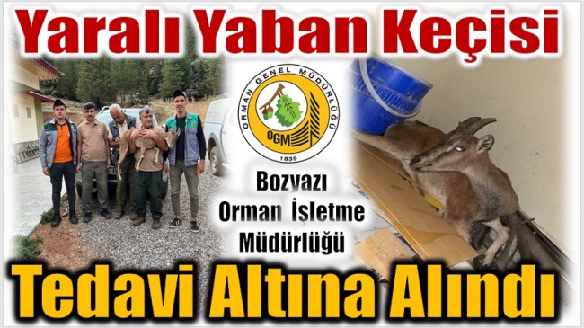 Yaralı Bulunan Yaban Keçisi Tedavi Altına Alındı