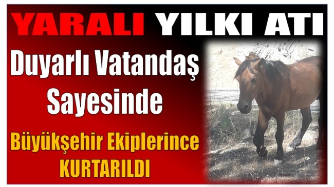 YARALI YILKI ATI DUYARLI VATANDAŞ SAYESİNDE KURTARILDI