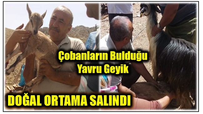 Çobanların Bulduğu Yavru Geyik, Doğal Ortama Salındı