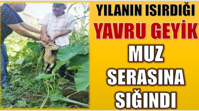 YILANIN ISIRDIĞI YAVRU GEYİK,MUZ SERASINA SIĞINDI