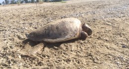 Anamur Sahilinde Ölü Deniz Kaplumbağası