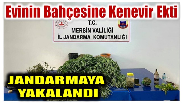 EVİNİN BAHÇESİNE KENEVİR EKTİ, JANDARMAYA YAKALANDI !